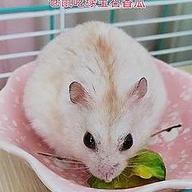 海角大神与花儿姐：从亲密互动到激情爆发的幕后故事