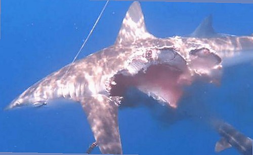 吃瓜博主与狗仔揭秘娱乐圈内幕，辉总带你看明星背后的真实生活