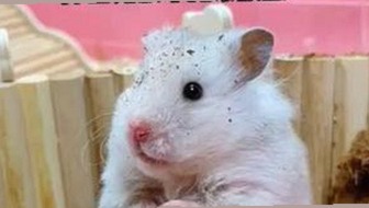 娱乐圈吃瓜风云背后的三姐妹故事揭秘